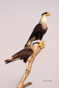 Birds-of-Prey;Caracara;Caracara-cheriway;Crested-Caracara;curved-beak;hunter;pre